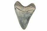 Serrated, Fossil Megalodon Tooth - Nice Enamel Color #196826-1